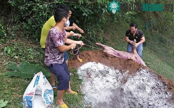 Cần chôn lấp đúng quy cách khi tiến hành chôn lợn.