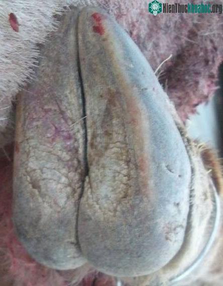 Móng guốc của cừu sừng lớn.