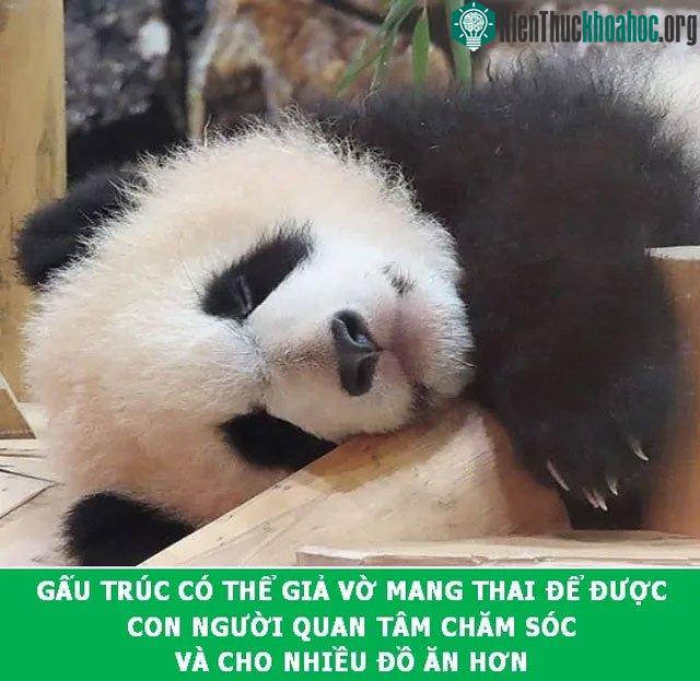 Sự láu cá của gấu Trúc