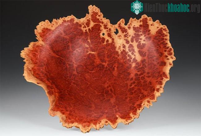 Hình ảnh vân gỗ rất đẹp cắt ra từ burl​.