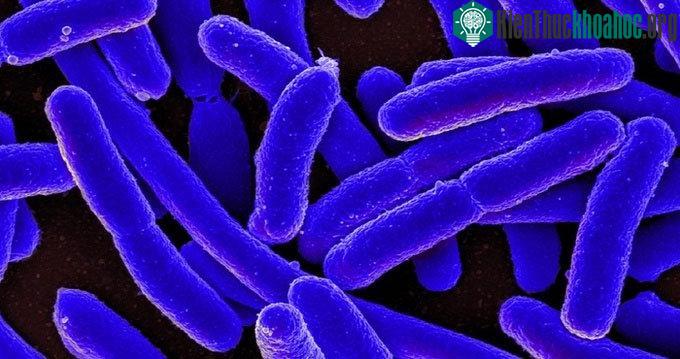 Penicillin