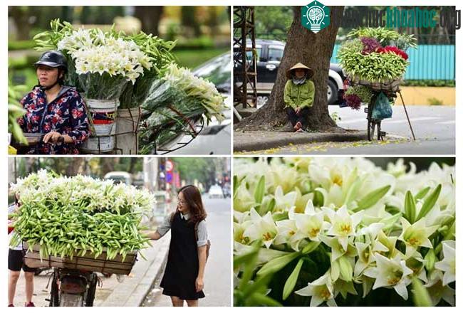Những bó loa kèn được gói ghém thật kĩ, khéo léo chằng lại phía sau xe….để theo các bà, các cô về trưng trong nhà.