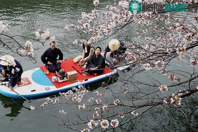 Vừa uống trà đạo vừa ngắm hoa anh đào ở Yokohama
