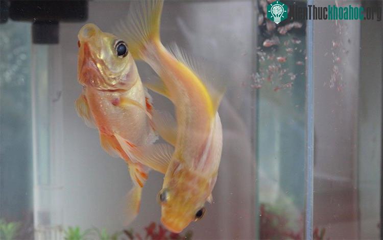 Nhìn Fred và George (một con bên trái, một con bên phải?!?) sung sức như trong ảnh