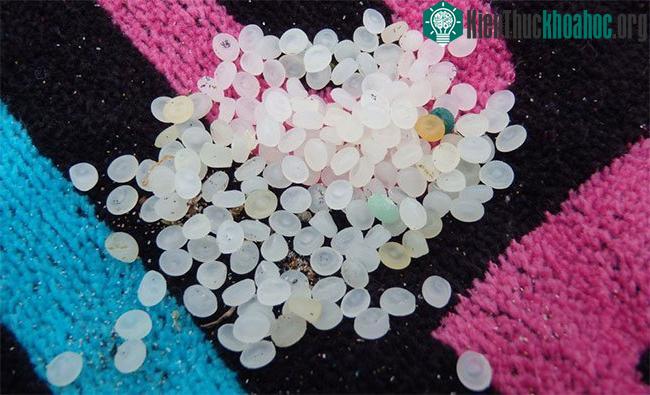 Hạt nurdle dễ dàng lọt vào chuỗi thức ăn của các loài vật dưới đại dương.