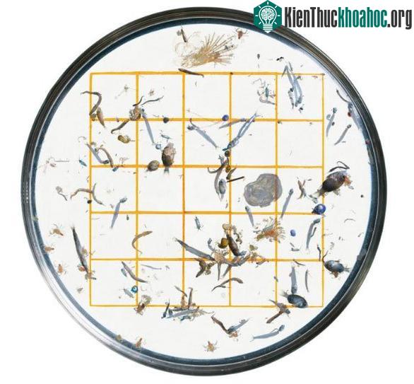 Tương quan kích thước các mảnh rác thải nhựa siêu nhỏ và cá sơ sinh