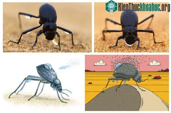 Để gom được một giọt nước thì bọ Stenocara gracilipes cũng phải "chổng mông" cả hàng tiếng.