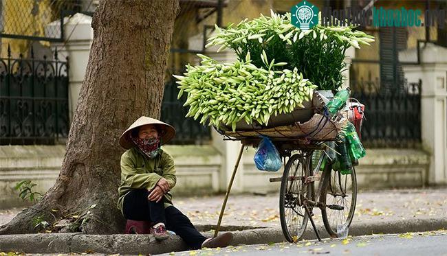Ở Hà Nội, loa kèn thường được trồng ở Tây Tựu, Quảng Bá, Nhật Tân…&nbsp;