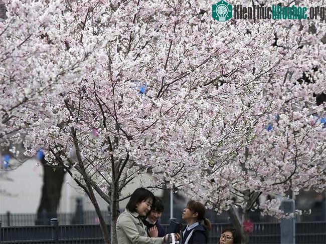 Cùng chụp ảnh bên dưới hoa anh đào ở Yokohama