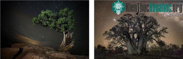 Bên phải là cây bao báp 1.400 năm tuổi. Bên trái là cây juniper sống ở công viên Dead Horse Point (Mỹ)