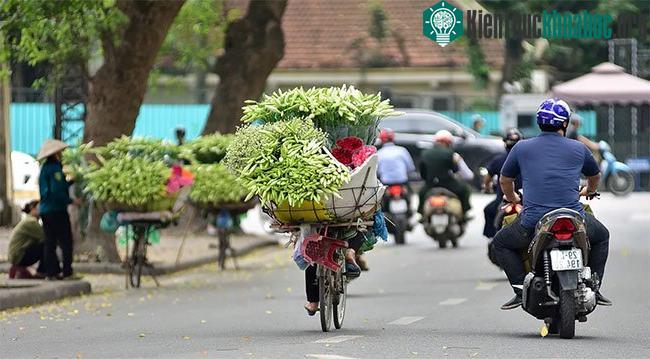 Loa kèn không phải giống hoa khó trồng khó chăm sóc nhưng cũng khá “nhạy cảm”.