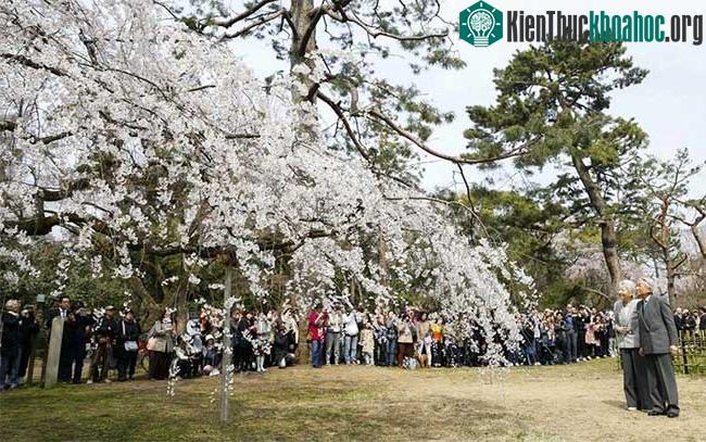 Nhật Hoàng Akihito và Hoàng hậu Michiko cùng đi ngắm hoa anh đào ở Kyoto