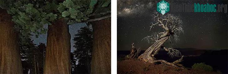 Bên trái là một cây juniper khác ở công viên Dead Horse Point (Mỹ). Bên phải những cây củ tùng lâu năm ở công viên quốc gia Sequoia