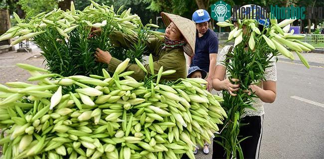 Thời điểm hiện tại, hoa loa kèn có giá dao động từ 35.000 – 50.000/bó.