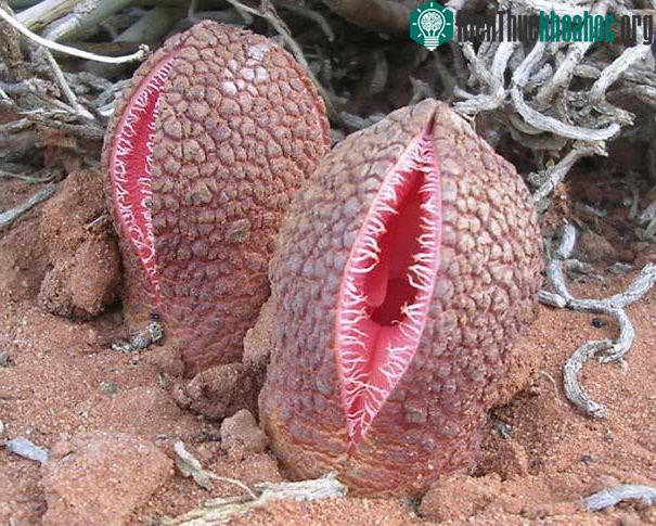 Hydnora africana