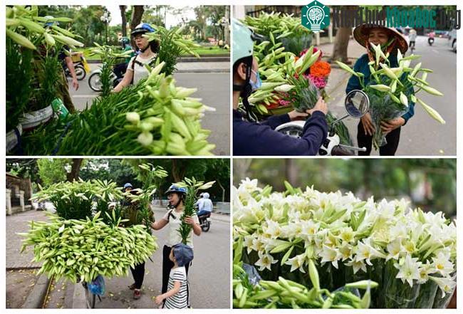 Dạo quanh Hà Nội những ngày này mới thấy được hết cái hay của câu hát: “Tháng tư Loa kèn mỏng manh, những góc phố con đường quen…”