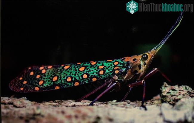 Chú ve sầu khu Bảo tồn thiên nhiên Sao La, tỉnh Thừa Thiên Huế