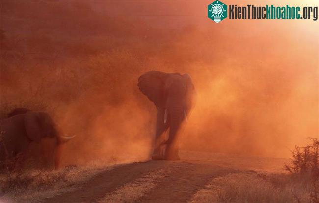 Khi thấy một chiếc xe đến gần, mẹ voi tỏ vẻ không thích và hất bụi bay lên mịt mù xung quanh bà ấy.