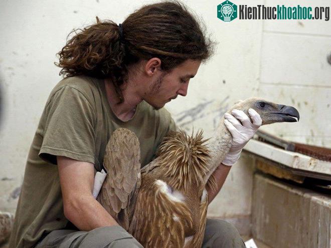 Kền kền Griffon
