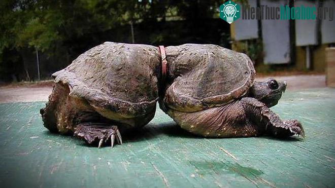 Hình ảnh không mới nhưng luôn khiến ta rùng mình khi nhìn vào.