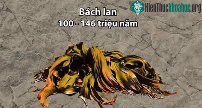 Cách bách lan