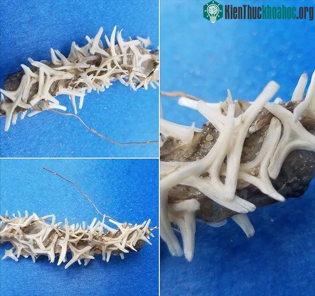 Một số người đã cho rằng đó là một sinh vật ngoài hành tinh.