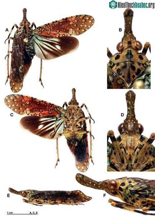 Ve sầu đầu dài