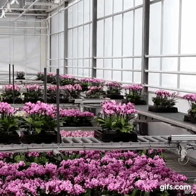 Cây hoa sẽ được trồng vào những chiếc chậu có thể di chuyển tự động trên băng chuyền.