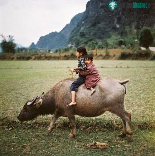Hai chị em chăn trâu.
