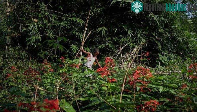 Cộng hòa Dân chủ Congo là điểm nóng về số ca tử vong và bị thương do rắn cắn.