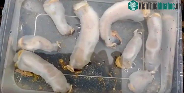 Chúng có màu trắng và trông giống giun hơn động vật thân mềm.