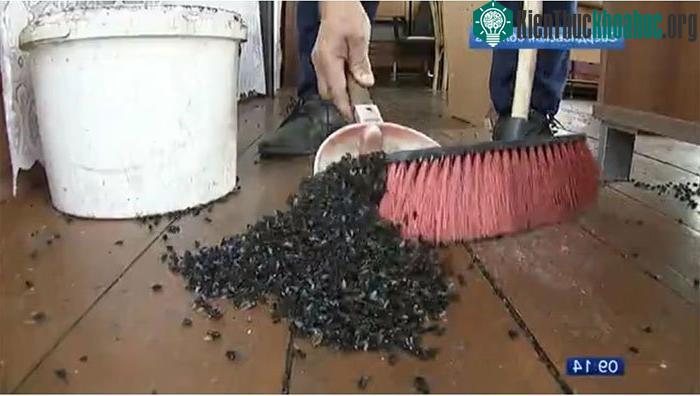 Đàn ruồi siêu to khổng lồ đang xâm lược khu vực gần dãy núi Ural, Nga