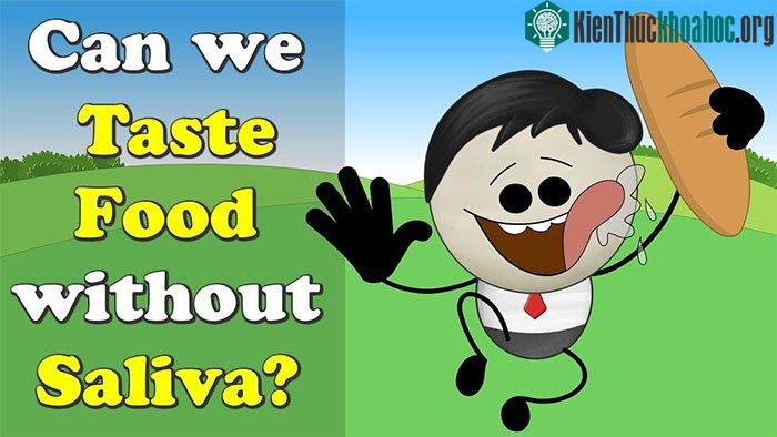 Vai trò quan trọng nhất của nước bọt là giúp việc nhai và tiêu hoá thức ăn trước khi nuốt.
