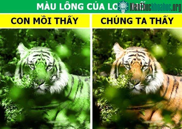 Màu lông của hổ