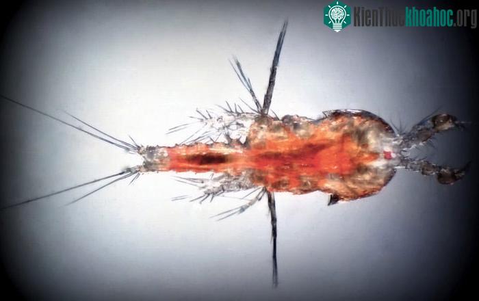 Loài động vật giáp xác thuộc chi Tigriopus californicus có cơ chế mới để chống lại tình trạng nồng độ oxy thấp trong nước - (Ảnh: L.Chalker-Scott).