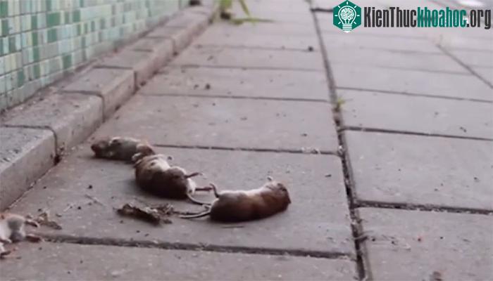 Hàng trăm con chuột nhảy cầu dẫn nước và chết la liệt.