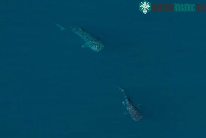 Cá nhám voi đực đang tiếp cận gần con cái.