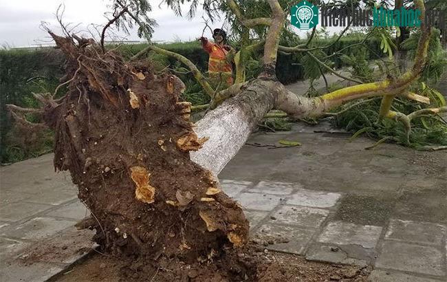 Cây xanh bật gốc ở khu du lịch Đồ Sơn. (Ảnh: Giang Chinh).