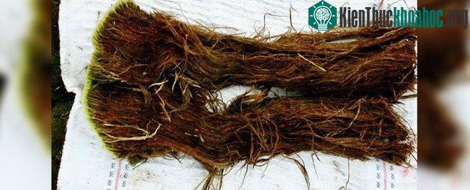 Chùm rêu được "đánh thức" sau nhiều thế kỷ ngủ yên. (Ảnh: Science Alert).