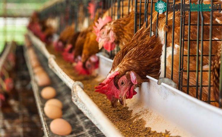 Những con quá kén ăn hoặc ăn quá nhiều sẽ là các đối tượng bị loại từ vòng gửi xe.