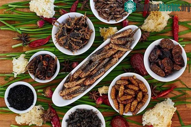 Côn trùng là một "siêu thực phẩm" chống ung thư, nghiên cứu mới tiết lộ