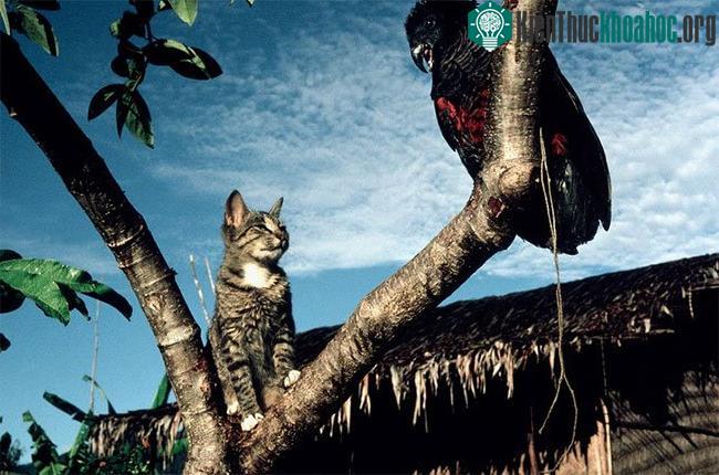 Hơn 2 tỷ động vật bị giết mỗi năm bởi loài vật khá quen thuộc này.