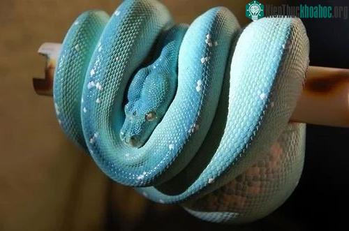 Màu sắc ảo diệu của giống trăn cây hiếm có.