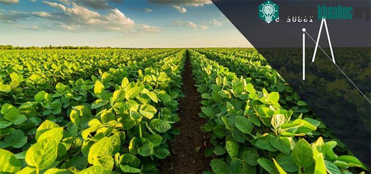 Nông dân đang sử dụng AI để giảm đáng kể việc sử dụng hóa chất và giảm thiểu thiệt hại cho môi trường.