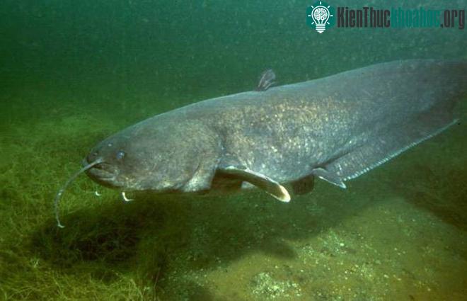 Cá nheo châu Âu đã tiến hóa để có thể bắt được chim bồ câu ở bên bờ sông.