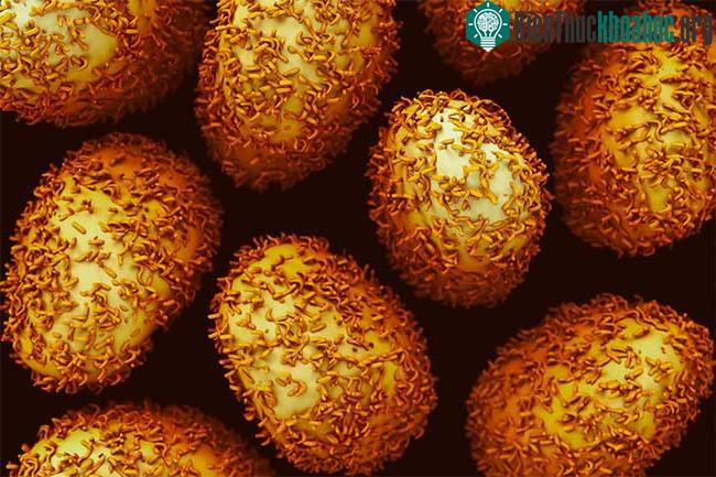 Tế bào ung thư ruột kết