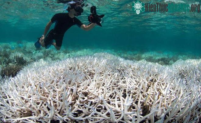 San hô chết trên diện rộng tại rạn san hô Great Barrier. (Ảnh: NSW).
