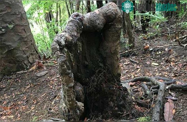 Gốc cây kauri cụt trong khu rừng ở New Zealand.