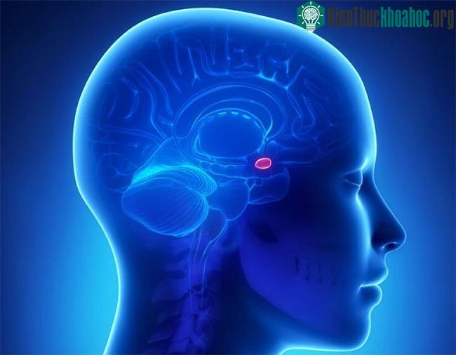 Vùng dưới đồi có trách nhiệm khiến chúng ta phản ứng với những nỗi sợ hãi này theo cách mà bộ não của người nguyên thủy xử lý.