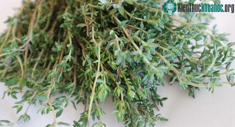 Cỏ xạ hương có thể chữa được hơn 50 chứng bệnh.